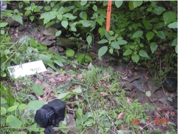 Typical Appalachian Ephemeral Stream